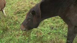 VOICED : Endangered Carpathian ponies are making a comeback in Poland News Clip
