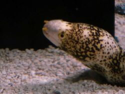 Snowflake Eel, Echidna nebulosa, HD Stock Footage