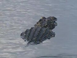 MS ZO Two alligators floating on the water / Everglades, Florida, USA  Stock Footage