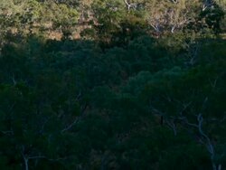 T/L, MS, HA, ZO, sun and shadows revealing forest / Mornington Wilderness Sanctuary, Gibb River Road, Australia Stock Footage