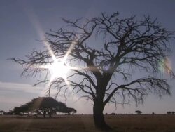 MS T/L Shot of sun sinking behind tree on classic African savanna at sunset / Lindberg, North west, South Africa Stock Footage