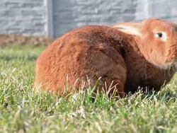 Rabbit Stock Footage