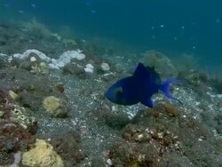 Red mouth triggerfish (Odonus niger) group, guarding and ventilating their nests, which are buried in black volcanic sand. Triggerfish have the fastest developing eggs. Spawning occurs at dawn and by dusk the eggs are ready to disperse Stock Footage