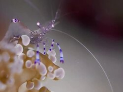 CLOSE UP CLEANING SHRIMP ON CORAL, PROFILE Stock Footage