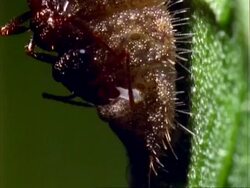 BCU ant collects sugary secretion from caterpillar on croton leaf.  Panama. Stock Footage