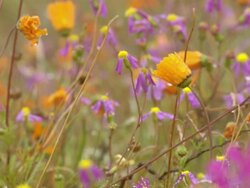 MS Shot of Various and colorful wild spring flowers of Namaqualand / Namaqualand, Northern Cape, South Africa Stock Footage