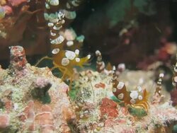 Anemone Shrimp, Hermit crab, Anemone, undersea Stock Footage