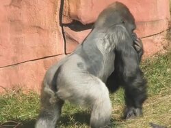 Gorilla Stock Footage