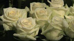 roses Stock Footage
