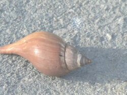 Hermit crab 1 Stock Footage