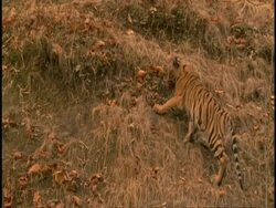 Royal Bengal tiger (Panthera tigris tigris) adolescent playing on hillside, Bandhavgarh National Park, Madhya Pradesh, India Stock Footage