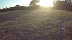 AERIAL WS woman jogging in a field at sunset Stock Footage