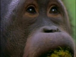 Edited Teaser: Nature Stock Footage