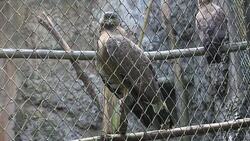 Hawk in cage Stock Footage