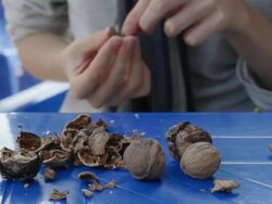 woman eating walnut Stock Footage