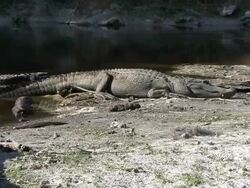 Alligator Stock Footage