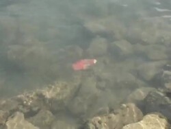 Sea pollution Stock Footage