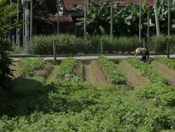 WS LD Farmer Working in Field / Vietnam Stock Footage