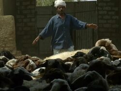 MS SLO MO Shot of Man with Sheep in stock yard moving around with dust kicking up / ElGouna, RED Sea, Egypt Stock Footage