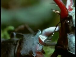 BCU 2 Male Stag Beetles (Lucanus cervus) fighting head to head, England Stock Footage