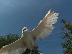High speed Barn owl (Tyto alba) taking off Stock Footage