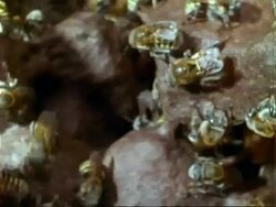 Melipona compressipes Bee, MCU bees in nest, pans left to bees around honey pot, Panama, Central America Stock Footage