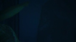 Sharks at London Aquarium News Clip