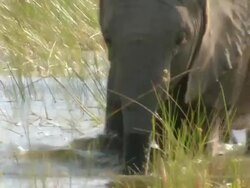 CU Shot of baby elephant wading through floodplain water channel and drinking / Okavango Delta, North West District, Botswana Stock Footage