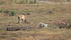 Cow eating in the field Stock Footage
