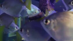 aquarium Stock Footage