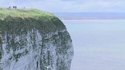 Kittiwakes nesting on Bempton Cliffs News Clip