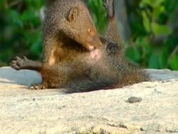 MCU Ruddy Mongoose sitting on rock, grooming, in early morning Stock Footage