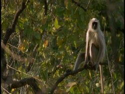 MS Hanuman Langur, Semnopithecus entellus, moving through tree, sitting on tree branch, Bandhavgarh National Park, India Stock Footage