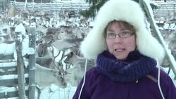 Glowing antlers failed, so Finns try app to save reindeer Instructional Video