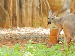 Kangaroos Stock Footage