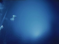 Timelapse frost forms, blue background, left to right Stock Footage