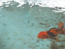 Goldfish pond. Stock Footage