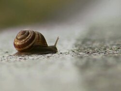 fast snail Stock Footage