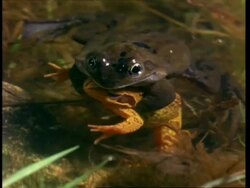 CU Common frogs  (Rana temporaria) mating Stock Footage