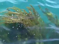 HD: Underwater plants (video) Stock Footage