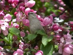Chipping Sparrow Stock Footage