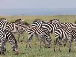 MS Burchell zebra eating grass on grass field / National Park, Africa, Kenya Stock Footage