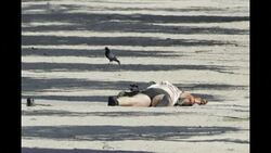 CLEAN : Champs Elysees attack driver is dead: interior minister News Clip