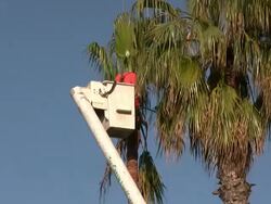 (HD1080i) Worker Chain Saws Palm Tree Fronds / Branches Stock Footage