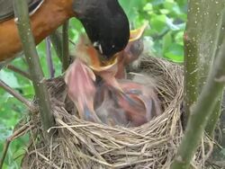 CU Shot of mother robin flies into her nest with butterfly and feeds part of it to each of three hungry chicks She removes waste excreted by chick afterwards / Chelsea, Michigan, United States Stock Footage