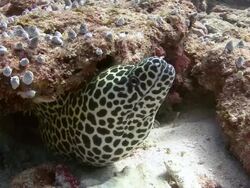 Moray Eel Stock Footage