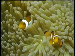 CU False Clownfish by yellow Anemone, zooms out to diver watching Clownfish, Sabah, Borneo, Malaysia Stock Footage