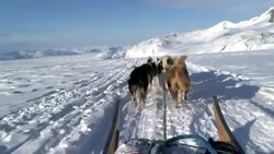 Sled dogs pull a sledge along the snowy plains of Tasiilaq, Greenland. Stock Footage