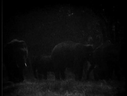 Indian Elephant, Elephas maximus, herd graze in jungle with calves, night shot, MS, India Stock Footage