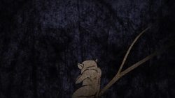 TED-Ed: How do animals see in the dark? - Anna Stockl Instructional Video